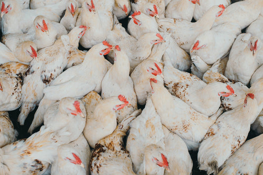 Getting Started With a Farm: What Animals To Buy First