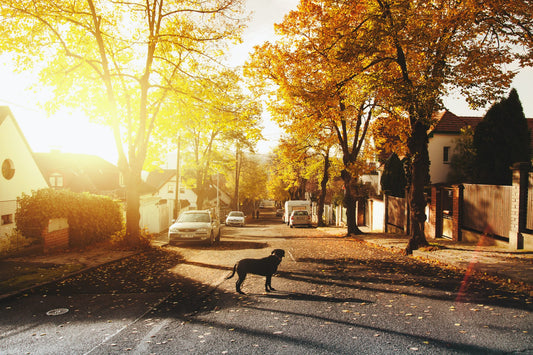 The Importance of Befriending Neighbors: They Might Just Save Your Life