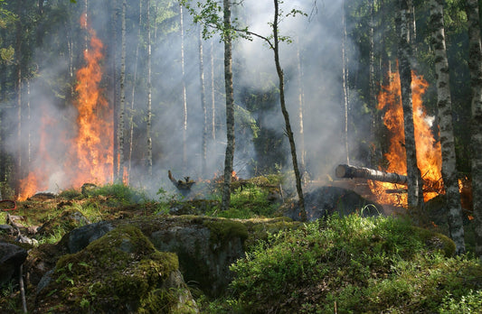 What To Do When Trapped by a Wildfire