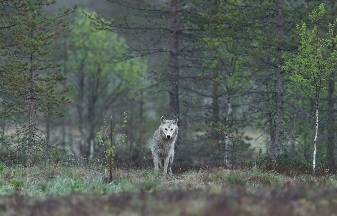 Rewilding and the Interest in Wolves and Lynx