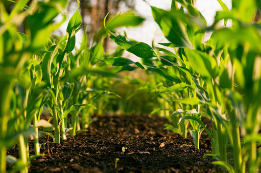 Understanding Subsistence Farming in the Modern World