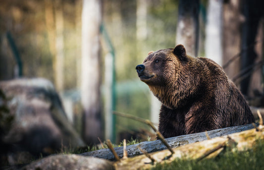 The Deadliest Animal in Every U.S. Region